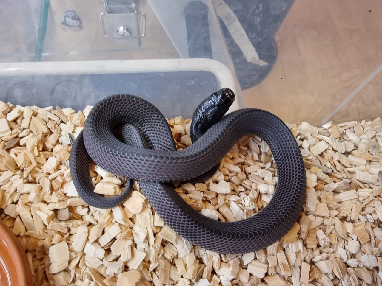 Feilennatter ( Limaformosa / Gonionotophis.crossi ) 0.2 NZ - Schlangen - Graben