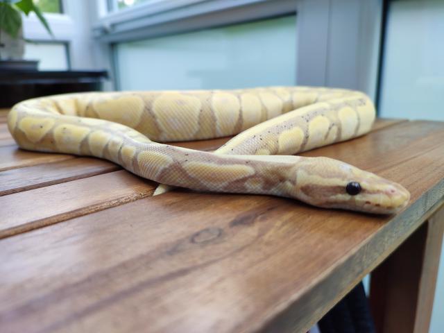 Königspython NZ 20 1,0 Banana Fire - Schlangen Python - Ludwigsburg