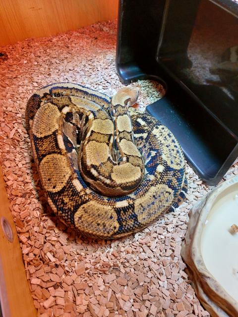 Boa Constrictor Imperator inklusive Terrarium  - Schlangen Boa - Albstadt (Württemberg)