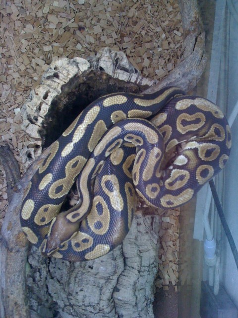 Sehr schöne Königspython abzugeben! - Schlangen Python - Münster