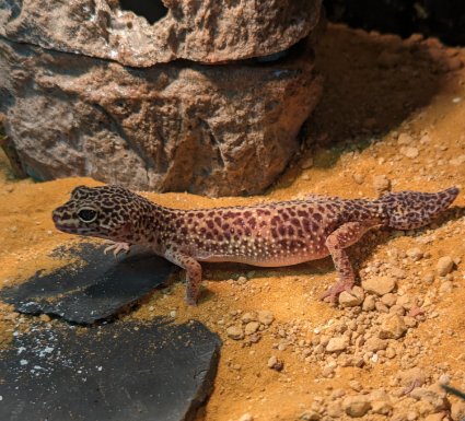 Leopardgecko 1,0 ca 2 jähre - Gecko - konstanz