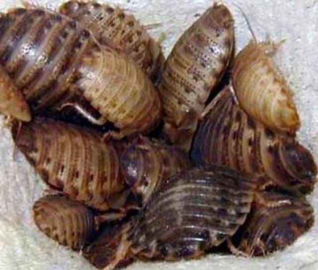 Futteschaben (Blaptica dubia) - Sonstige Reptilien - Metjendorf