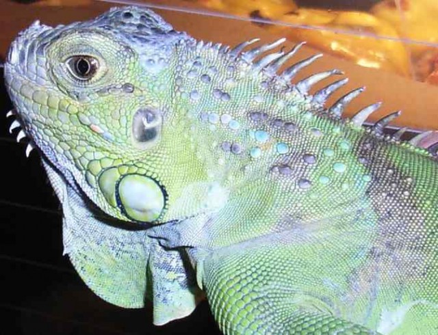 4 Jahre altes Leguan Männchen - Leguan - Mainz-Kostheim
