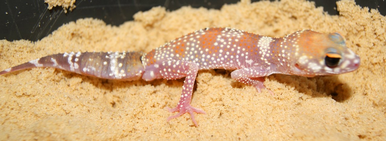 1 Männchen Australischer Dickschwanzgecko Bellende Geckos Underwoodisaurus milli - Gecko - Potsdam