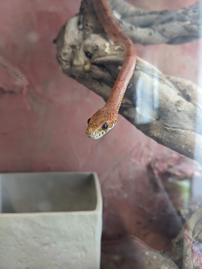 Kornatter wegen Umzug Abzugeben - Schlangen - Berlin