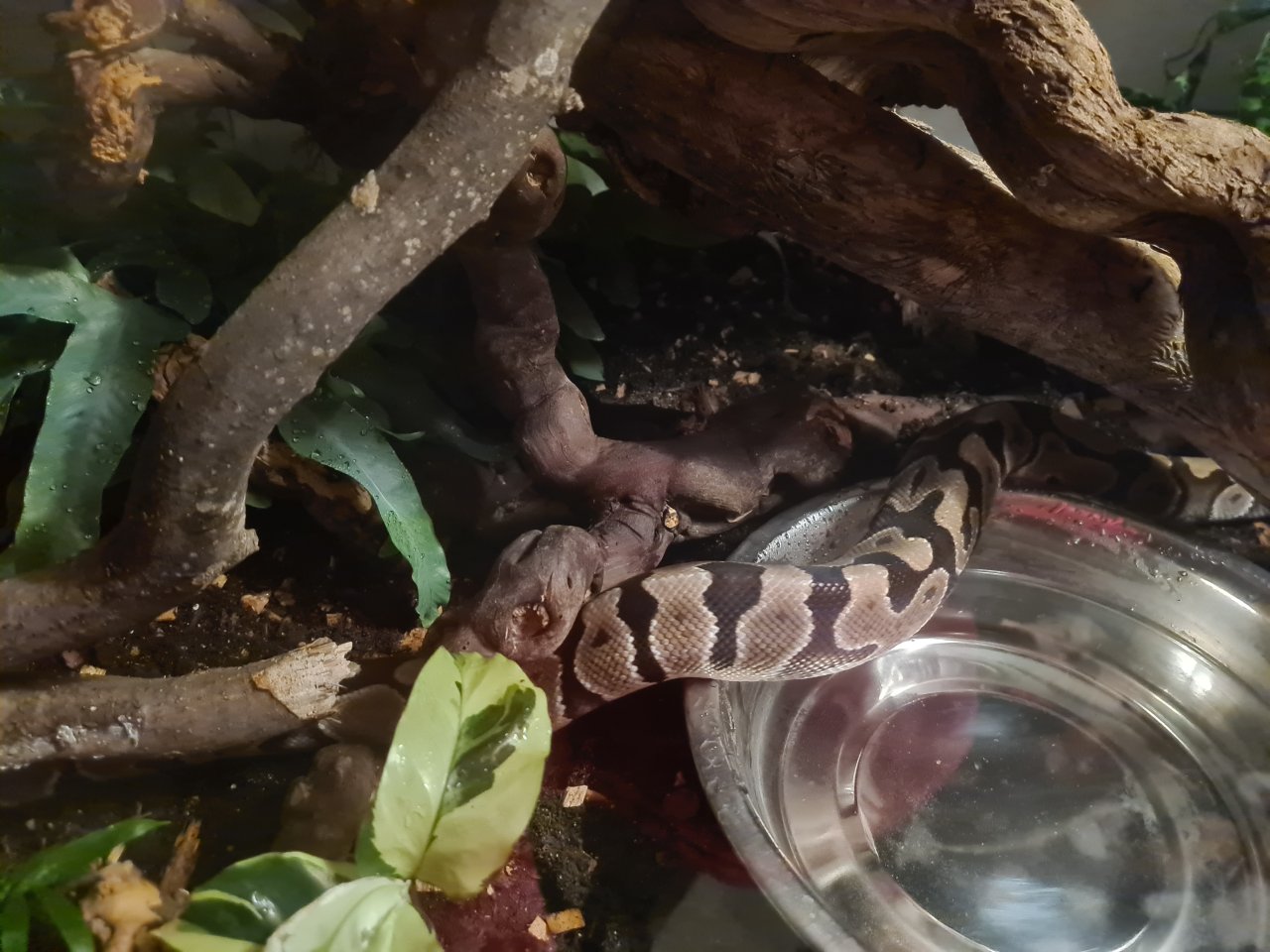 Königspython mit Terrarium und Unterschrank - Schlangen - Emmendingen