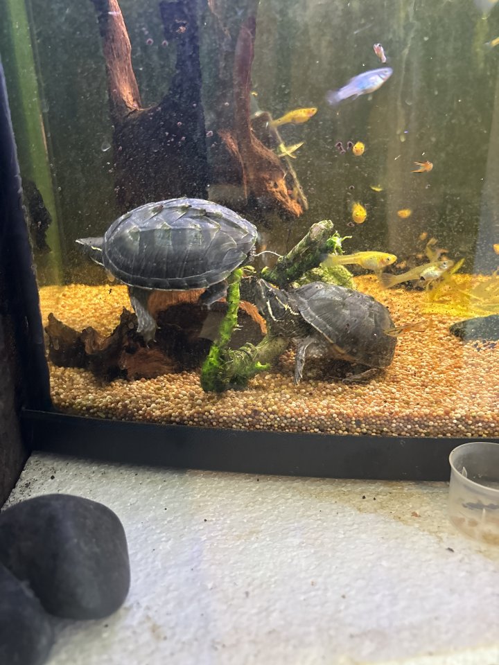 2 Moses Schildkröten, mit einem 80 cm Aquarium - Schildkroeten - Hämelerwald