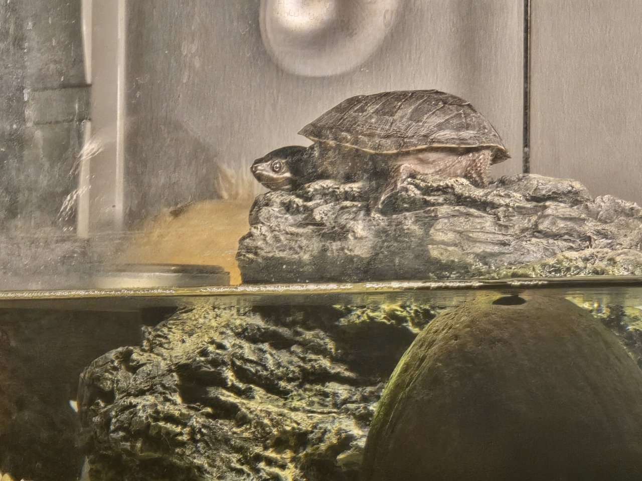 Mosschusschildkröte Charly - Schildkroeten - Donauwörth