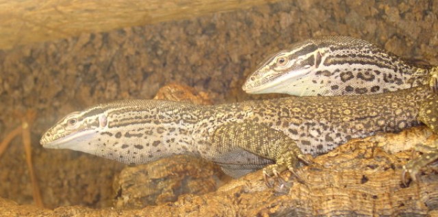 Gebe ab: 1.1 Varanus Panoptes Horni - Arguswarane - Warane - Oberlahr 
