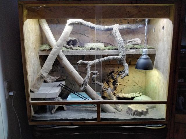 Kornnattern 1 Albino 1 rot mit terrarium  - Schlangen Natter - Itzehoe