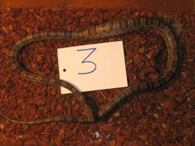 3 adulte Kornnatterweibchen abzugeben - Schlangen Natter - Bergheim