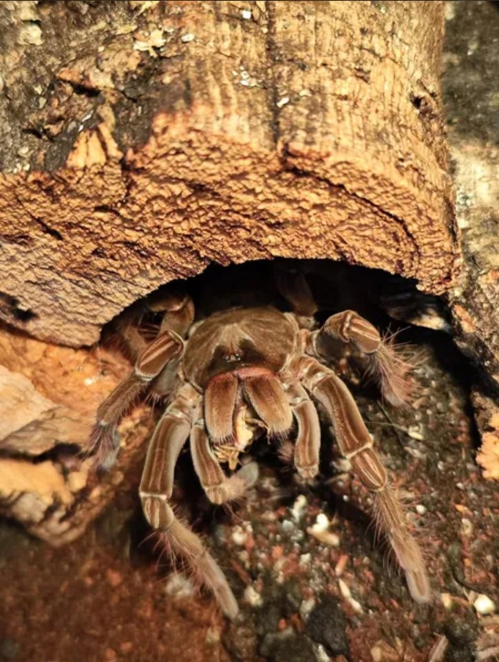 Theraphosa Stirmi, Weibchen, kl 8cm - Sonstige Reptilien - Barsinghausen