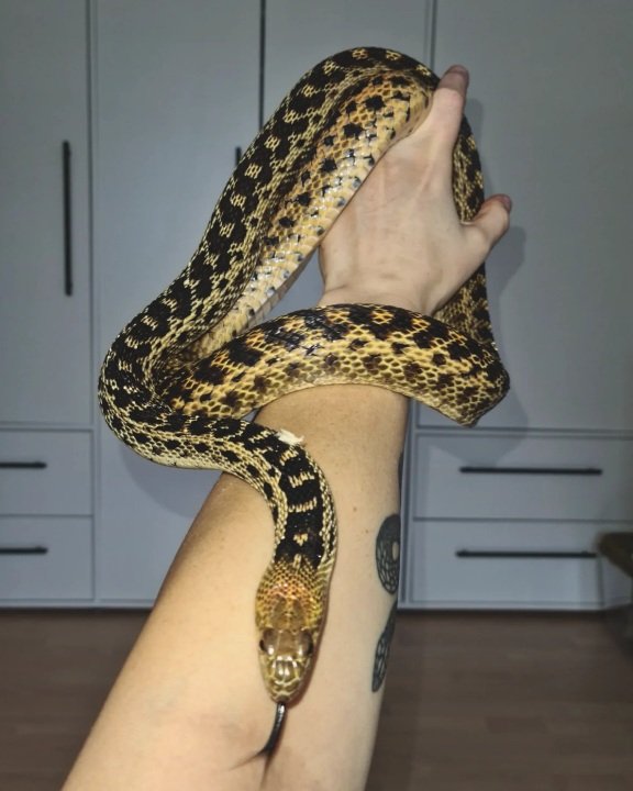 Bullennatter Gophernatter Männchen - Schlangen - Taufkirchen(Vils) - Taufkirchen, Vils