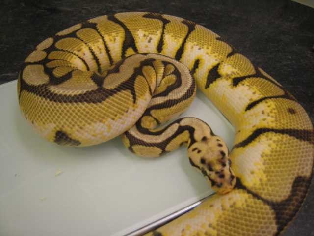 0.1 Bumble Bee - Schlangen Python - Willich