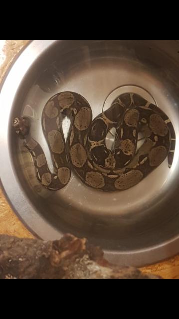 Terrarium mit Zubehör und 2  Boa constrictor - Schlangen Boa - Nordrhein-Westfalen - Mönchengladbach