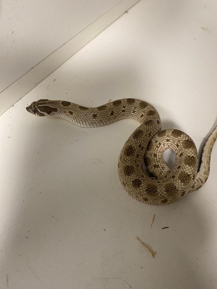 2.1 Heterodon Nasicus Hakennasennattern - Schlangen - Karlsruhe