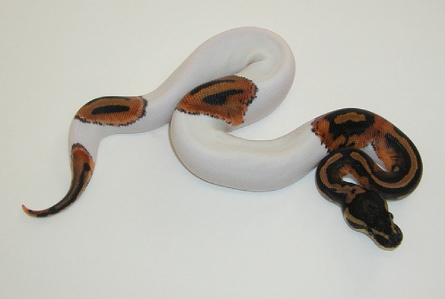 Qualität in Gefangenschaft züchten königlichen Ball Pythons ab sofort verfüg - Schlangen Python - bayern