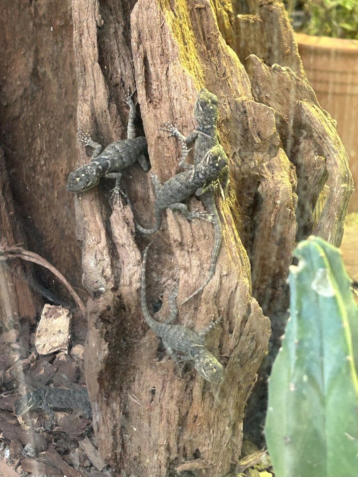 Blaue Stachelleguane Blauer Stachelleguan - Leguan - Berlin 