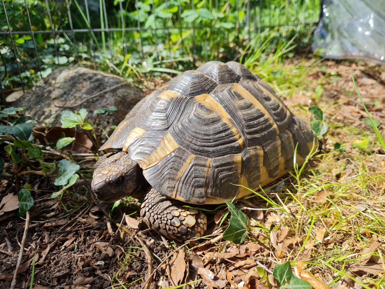Zwei Griechische Landschildkröten (Testudo Hermanni) zu verkaufen - Schildkroeten - Hamburg