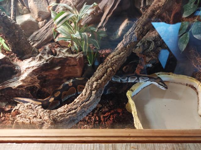 Königspython mit Zubehör - Schlangen Python - Höchst
