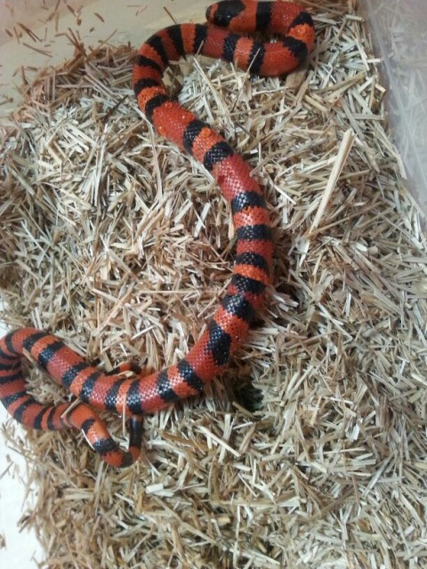 Lampropeltis t. hondurensis tangerine dream - het für albino/ghost - Schlangen Natter - Dautphetal