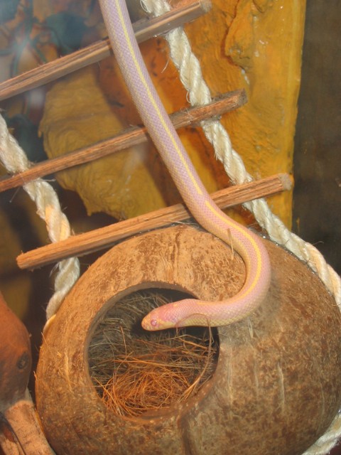 Verkaufe Albino Kettennatter - Schlangen Natter - Hiddenhausen