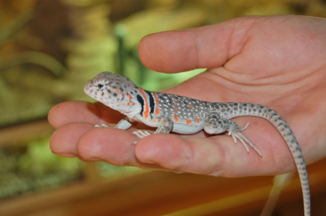 Halsbandleguane c. c.collaris - Leguan - Rottenburg