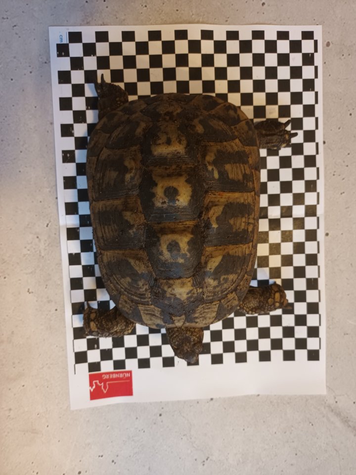 Griechische Landschildkröten abzugeben - Schildkroeten - Cuxhaven