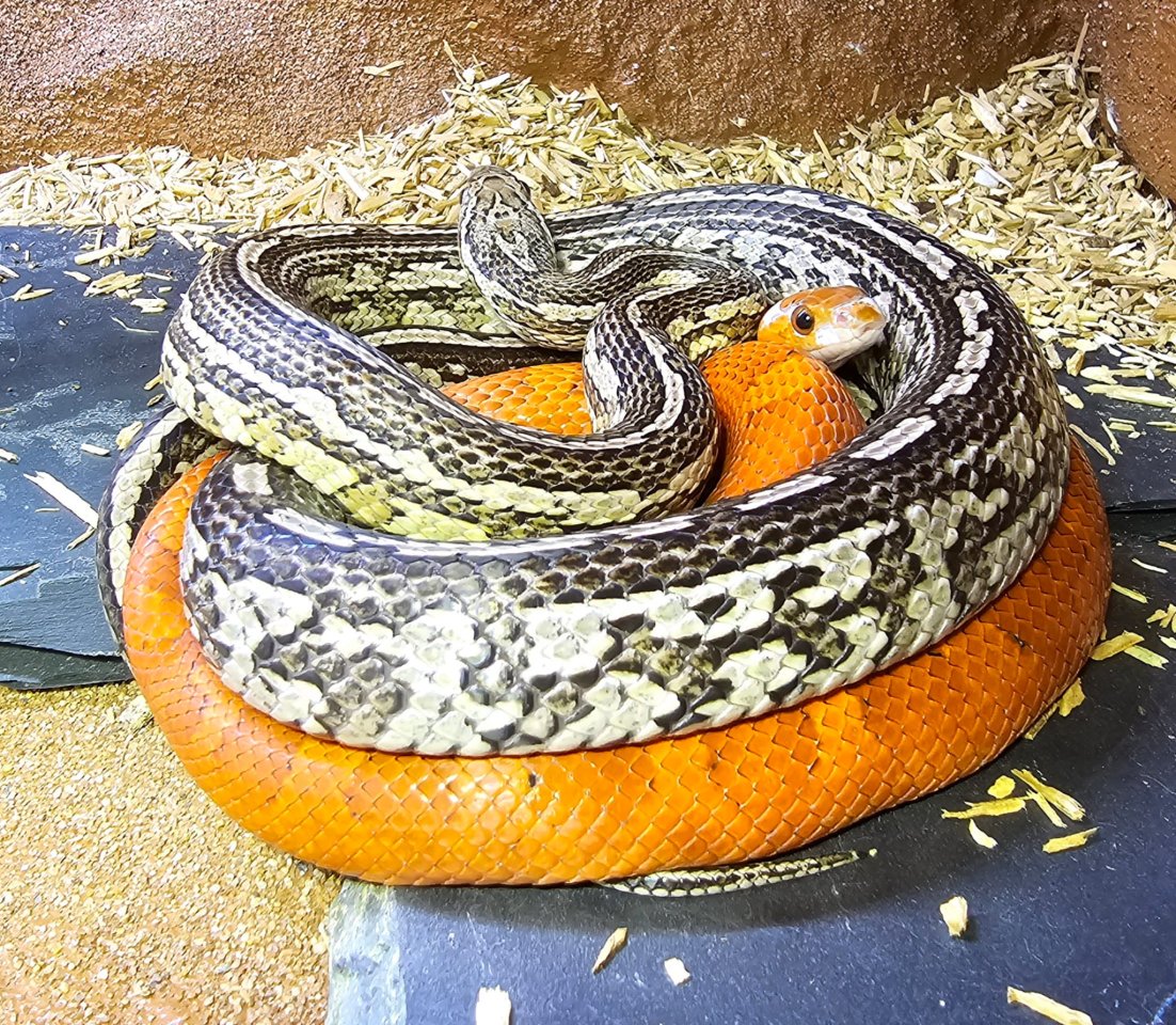 2 männliche kornnattern inkl. Terrarium - Schlangen - Braunschweig 