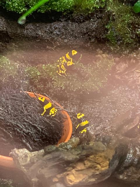 Dendrobates Leucomelas - Frosch - Koblenz