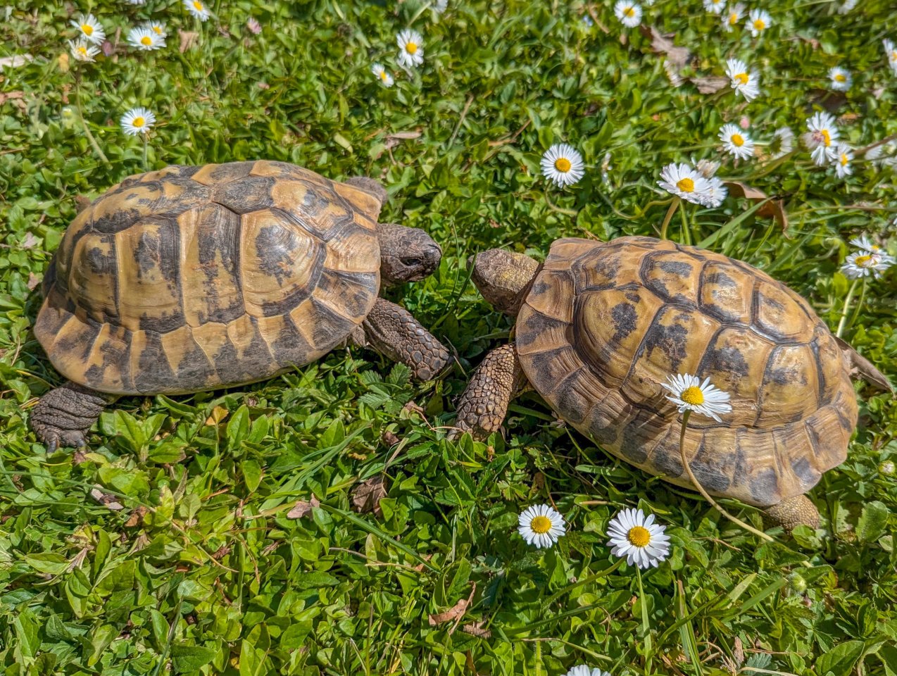2 Griechische Landschildkröten - Schildkroeten - Kehl , Rhein