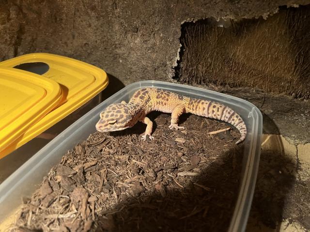 Zuchtgruppe Leopardgeckos mit Terrarium - Gecko - Erkelenz