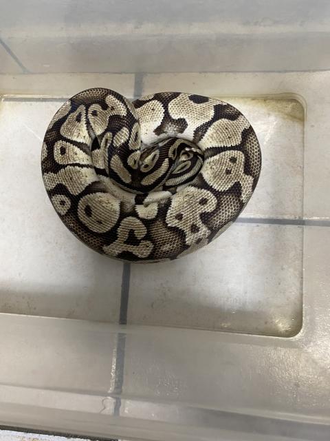 Drei köpys zuverkauf  - Schlangen Python - Köln
