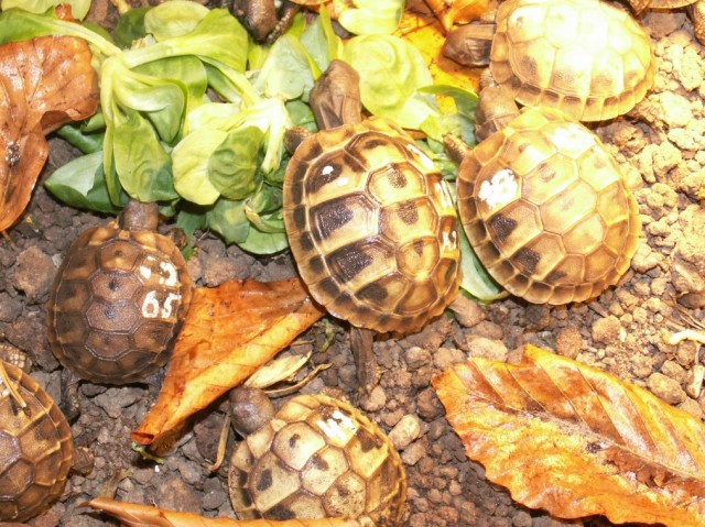 Griechische Landschildkröten, NZ 2010 - Schildkroeten - Burgenlandkreis