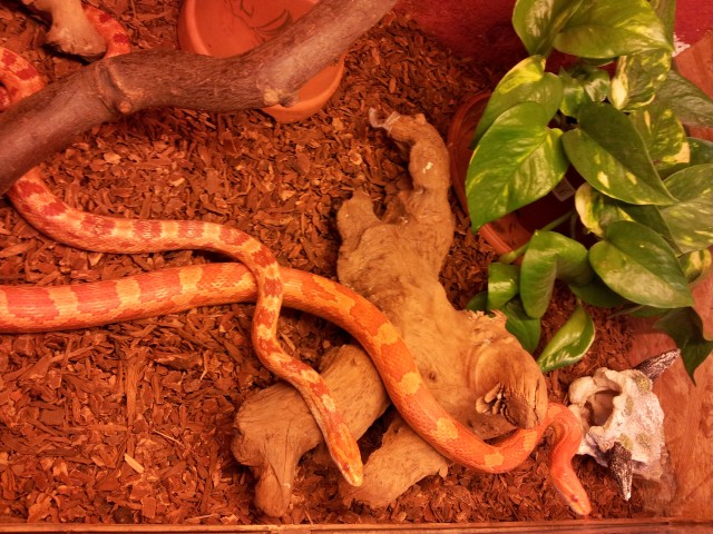 Kornnatter pärchen (Red Albino   Amelanistic  ) - Schlangen Natter - Kammerforst