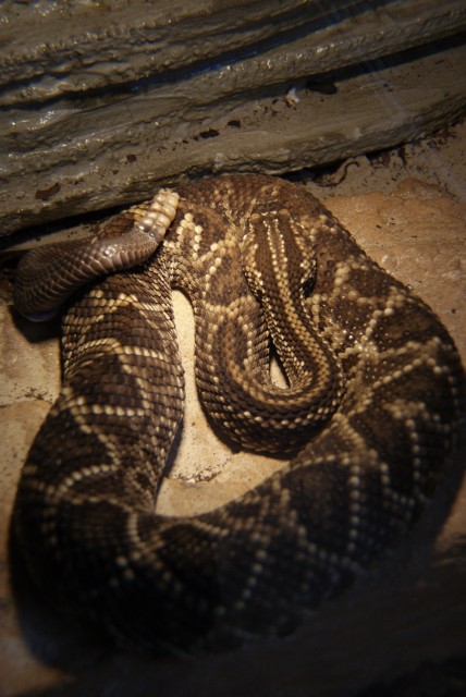 0.1 Crotalus durissus durissus - Schlangen Giftschlangen - Essen