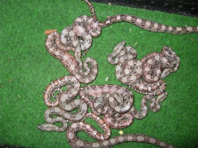 Boa Constrictor Imperator DNZ 08 - Schlangen Schlangen Sonstige - Herne