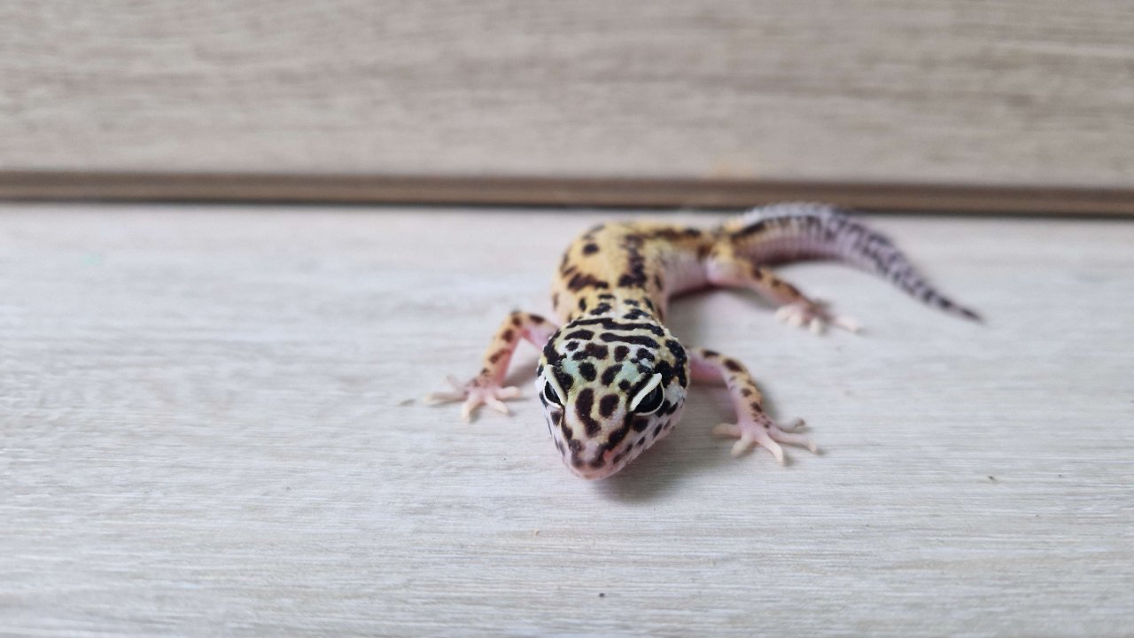 3 Leopardgecko 0.0.3 zu verkaufen - Echsen - Marienrachdorf