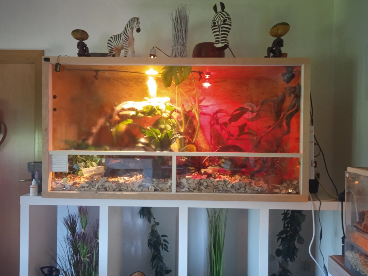 Grüner Leguan mit Terrarium - Leguan - Medebach