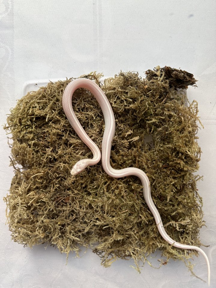 Kornnatter 0,1 Snow Tessera Motley - Schlangen - Großengottern