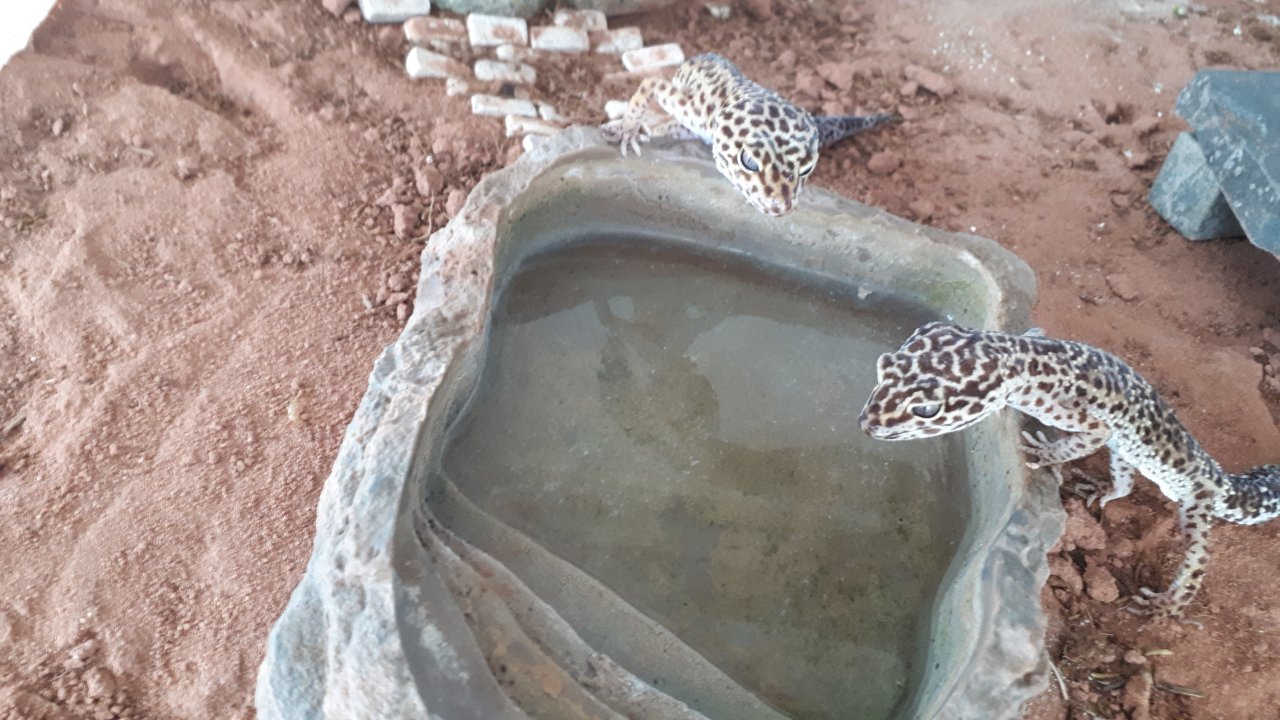 3 Leopardgeckos abzugeben - Gecko - Nehren