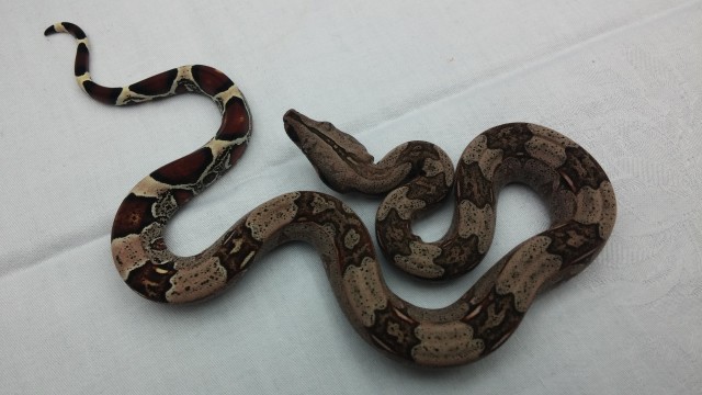 Boa constrictor constrictor Nachzuchten vom 07.06.15 - Schlangen Boa - Bochum