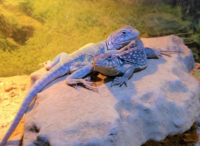Halsbandleguan Pärchen in liebevolles Zuhause abzugeben. - Leguan - Alpen