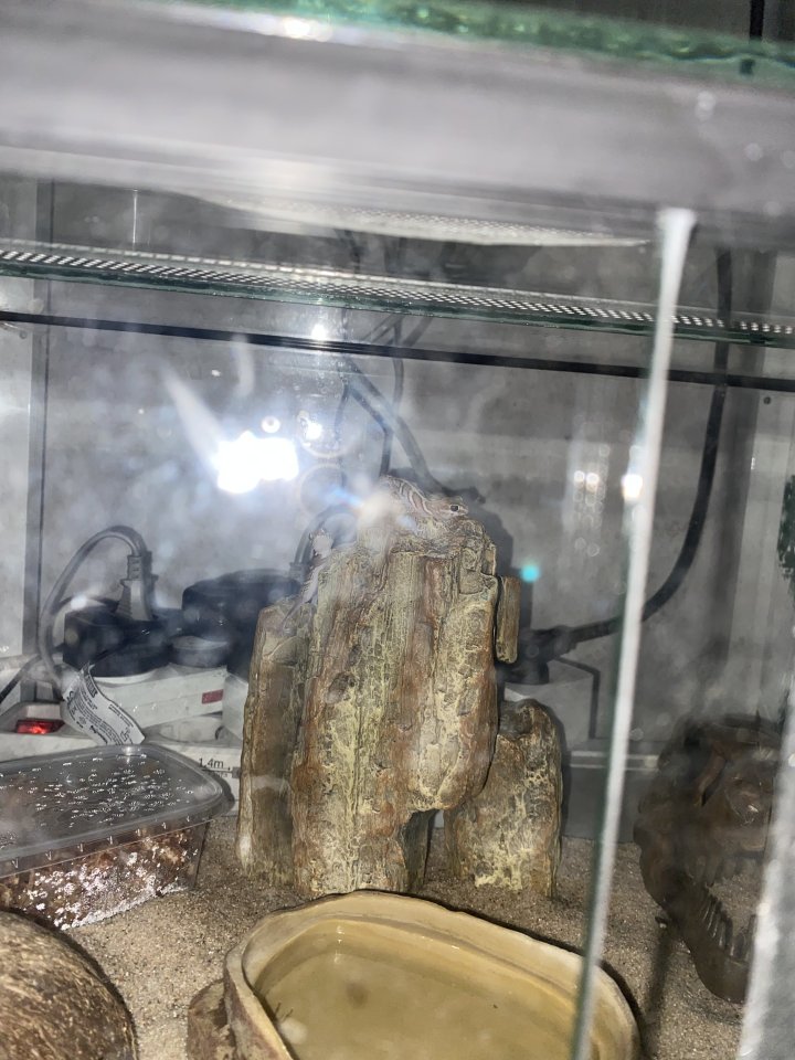 Dringend :) Madagaskar Großkopfgecko - Gecko - Karlsbad