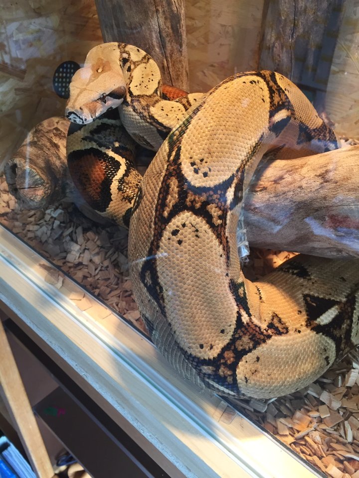 Boa constrictor (weiblich) abzugeben - Schlangen - Dottingen
