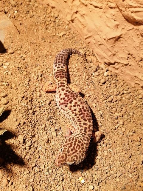 Zwei weibliche Leopardgeckos zu verkaufen - Gecko - Waltrop