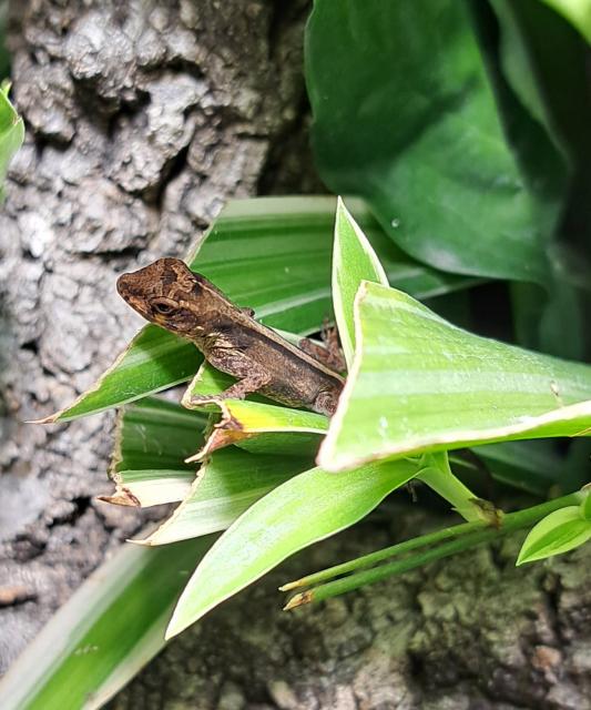 Jungtiere Anolis cristatellus - Anolis - Gera