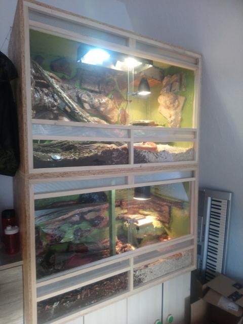 Zwei Kornnatteren inklusive Terrarium  - Schlangen Natter - Bannewitz