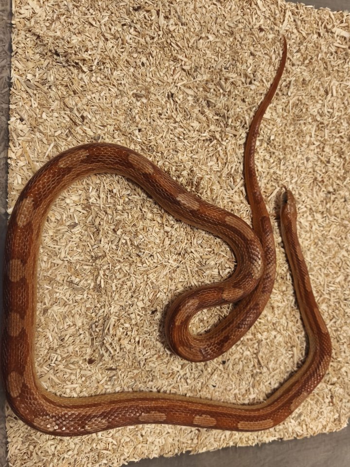 0.1 Kornnatter Hypo-Motley het. Anery - Schlangen - Horb