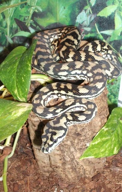 3boa s und ein teppichpython - Schlangen Boa - pfungstadt